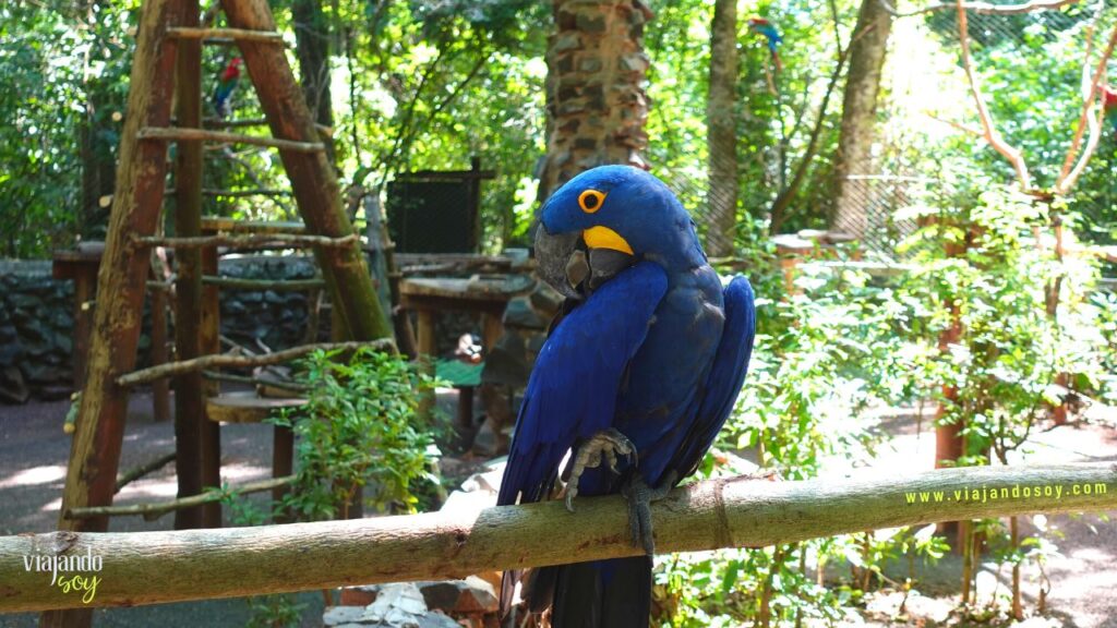 fauna en puerto iguazu