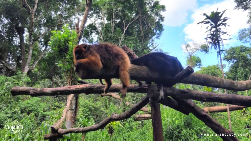 monos aulladores iguazu