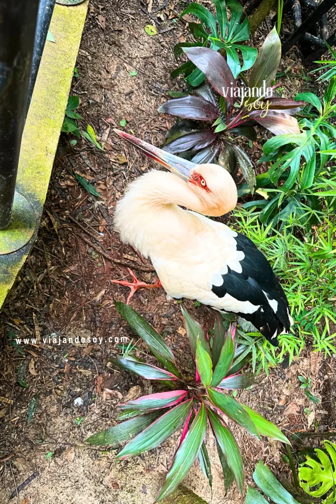 Fotos del Parque das Aves