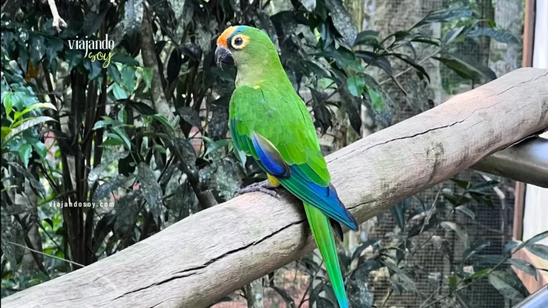 Parque das Aves en Iguazú (Brasil)  Precio, Horarios y Cómo llegar [2024]