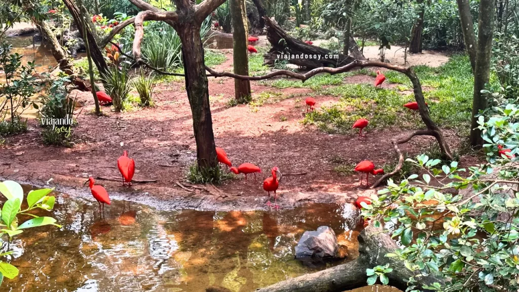 Fotos Parque das Aves Iguazú